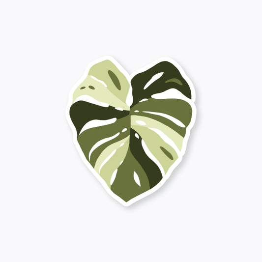 Monstera