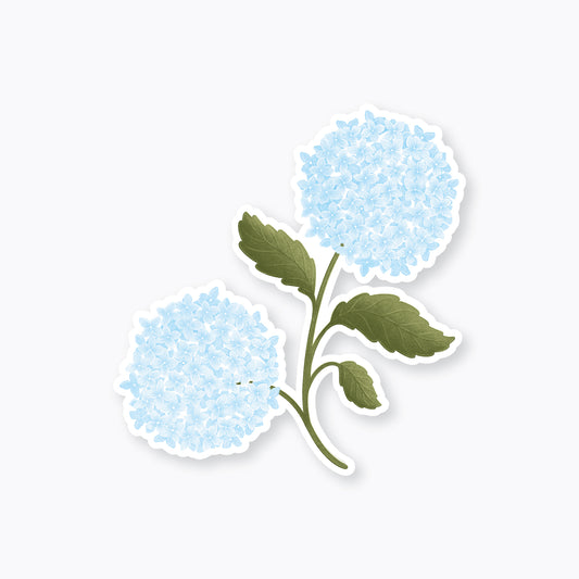 Blue Hydrangea